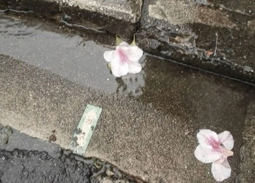 Pink petals on a wet street, a buyer's photo taken with this camera